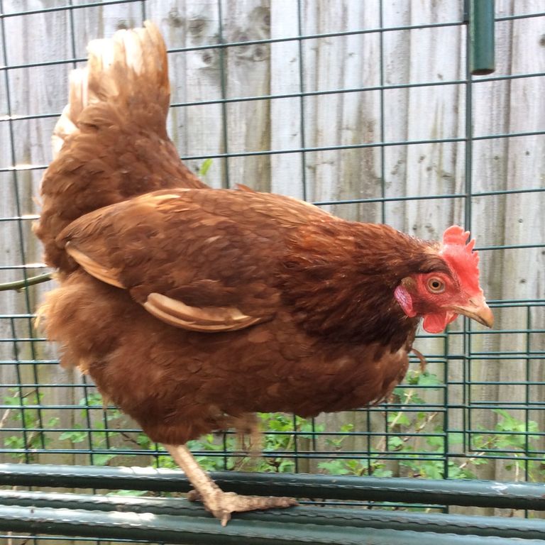 Picture of Princess Leya - a Rhode Island Red Hen