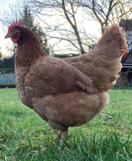 Picture of one of our guest hens