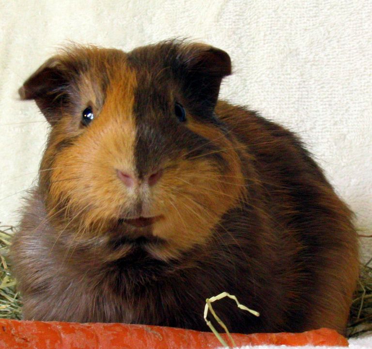 Picture of Guinea Pig