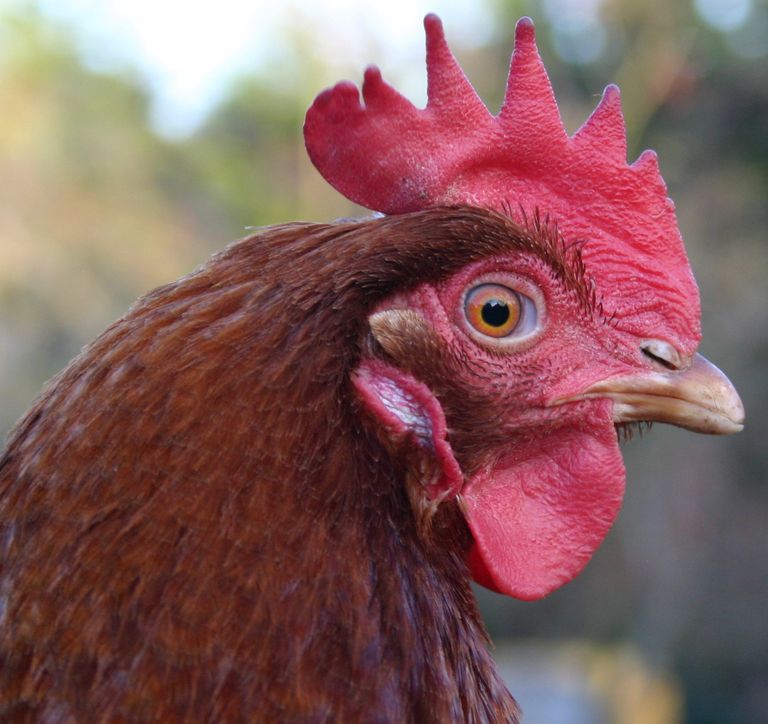 Hen