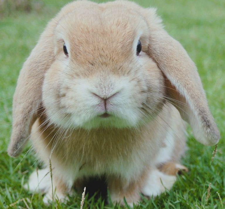 Image of a Rabbit