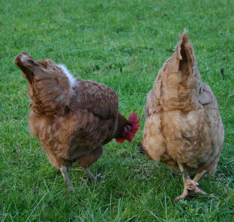 Hens